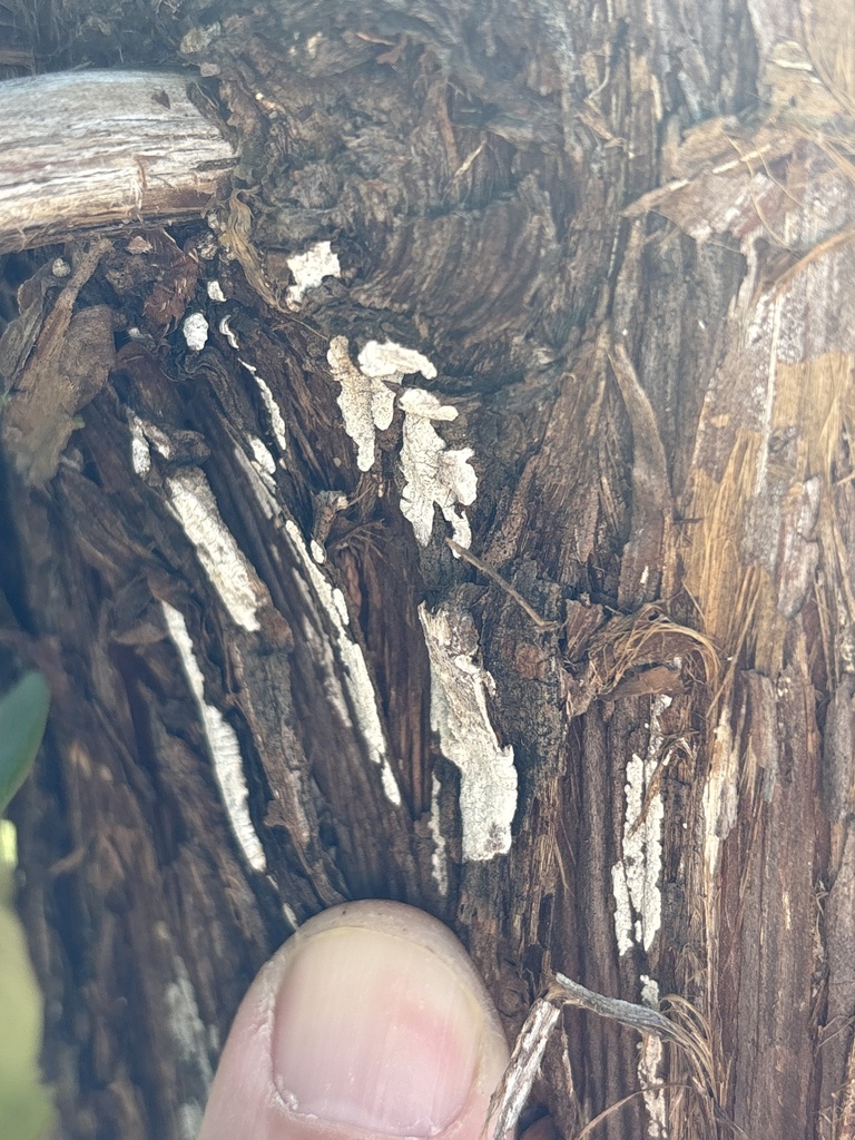 Dendrothele nivosa · November 2025 · photo: © sambiology (iNaturalist, cc-by)