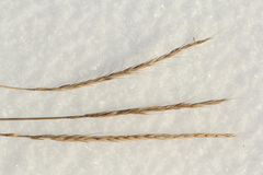 Elymus gmelinii