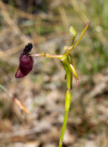 King-in-his-carriage (Drakaea glyptodon)