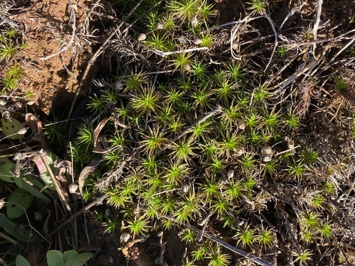 Polytrichum pallidisetum observed 2025-11-11