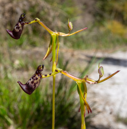 Warty Hammer Orchid (Drakaea livida)