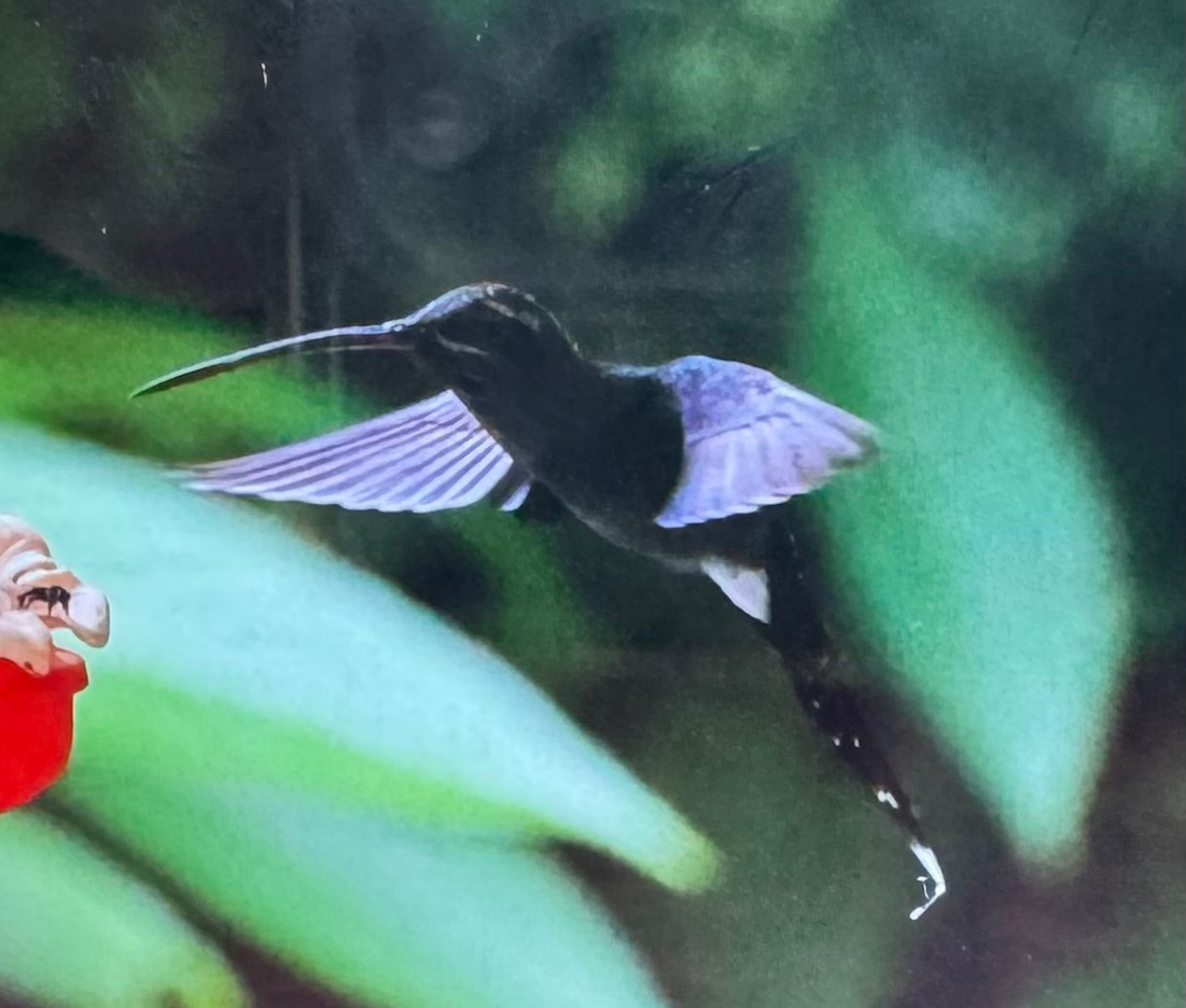 White-whiskered Hermit (Phaethornis yaruqui), photo 2
