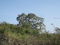 Thouinidium decandrum