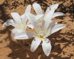 Apodolirion macowanii
