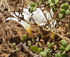 Apodolirion macowanii
