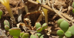 Apodolirion macowanii