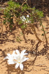Apodolirion macowanii
