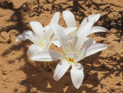 Apodolirion macowanii