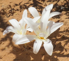 Apodolirion macowanii