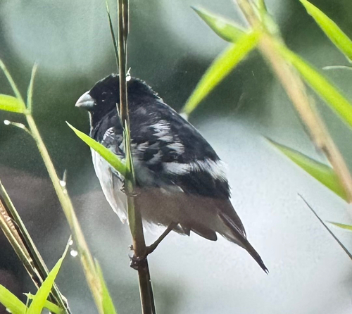 Black-and-white Seedeater (Sporophila luctuosa), photo 6