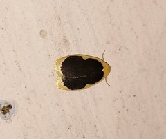 Pseudoblabes oophora