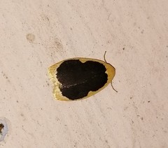 Pseudoblabes oophora