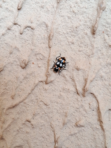 Eriopis connexa