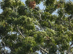 Thouinidium decandrum