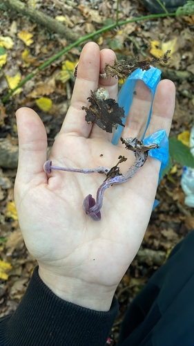Amethyst Deceiver
