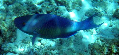 Scarus rubroviolaceus