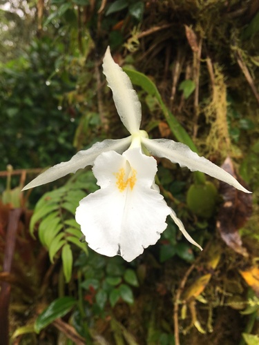 Trichopilia fragrans