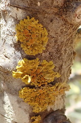 Dufourea