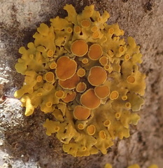 Dufourea