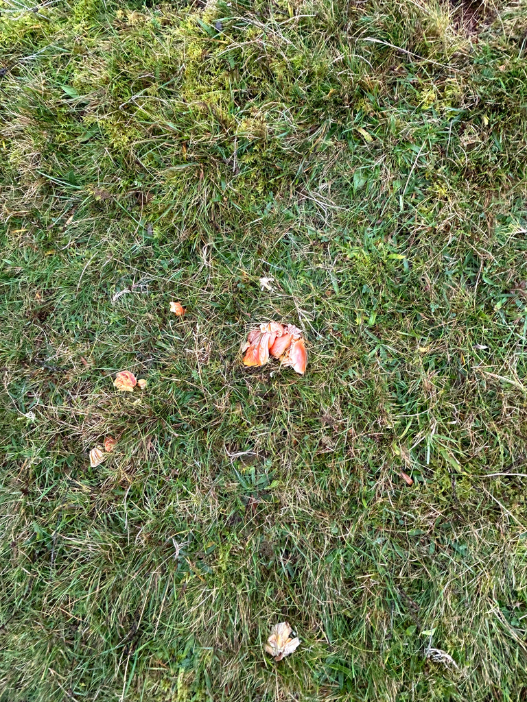 Hygrocybe punicea · November 2025 · photo: © xtoph1 (iNaturalist, cc0)