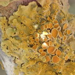Dufourea