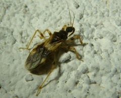 Alleocranium biannulipes