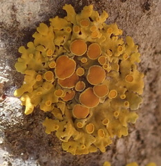 Dufourea