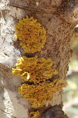 Dufourea
