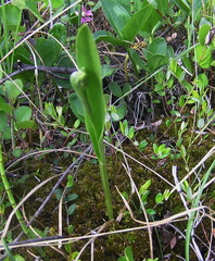Platanthera tipuloides