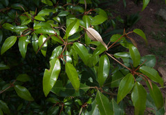 Croton pseudopulchellus