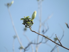 Ipomoea arborescens