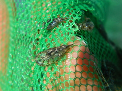 Mysini
