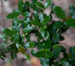 Empogona maputensis