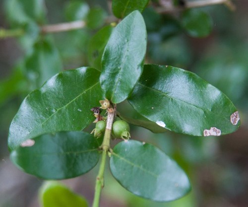 Sand Jackal-Coffee (Empogona maputensis)