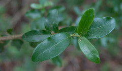Empogona maputensis