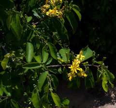 Grewia caffra