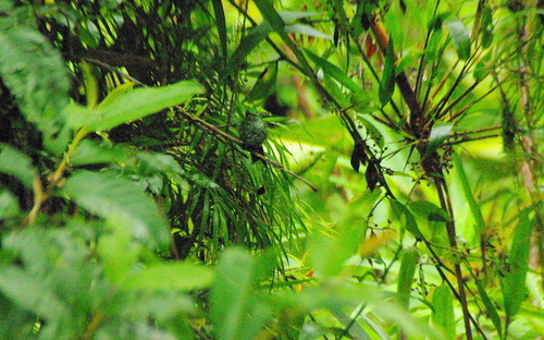 Ocreatus addae