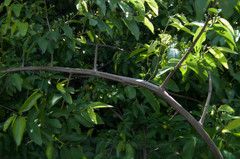 Grewia caffra