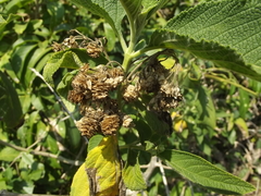 Lippia myriocephala