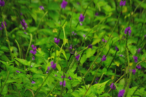 Discosura popelairii