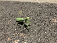 Hierodula latipennis