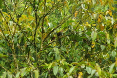 Piaya cayana nigricrissa