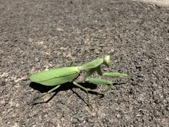 Hierodula latipennis