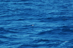 Pelagodroma marina