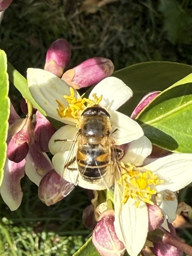 Unknown species found near Paddock Way, Windsor Mill, MD, US