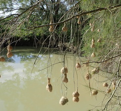 Ploceus capensis