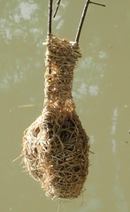 Ploceus capensis