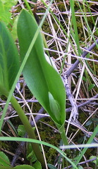 Platanthera tipuloides