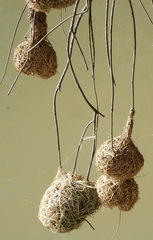 Ploceus capensis