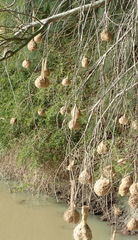 Ploceus capensis